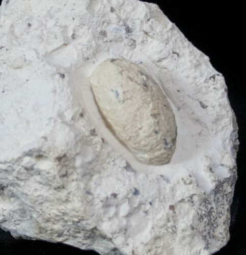 Eocene Aged Fossil Turtle Egg - France #12978